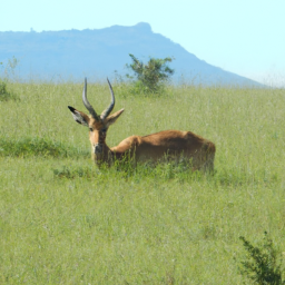 expressionist serene wildlife